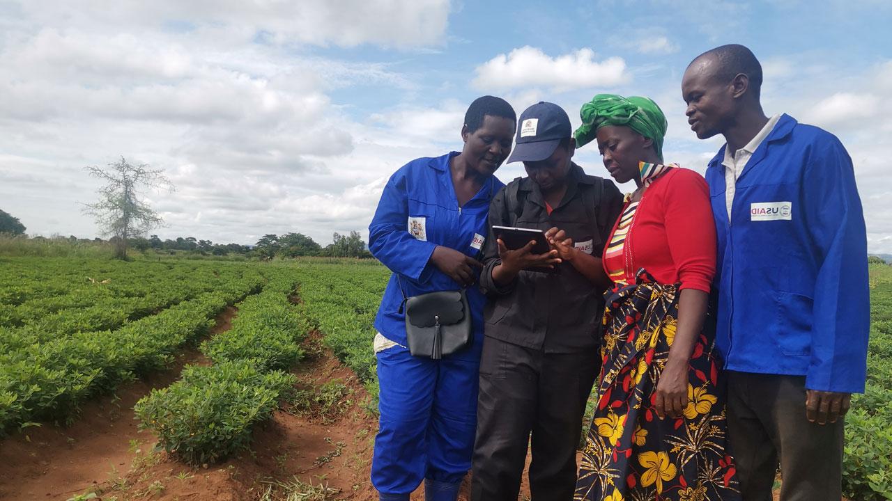A group of four people in Zambia stand in a field of crops looking at a tablet containing land 使用 data, supported by the Tetra Tech-led land and resource governance project